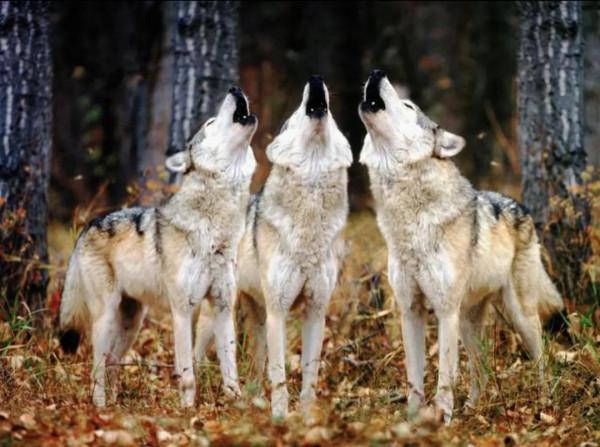 老林子遭遇白狼王 老林子遭遇白狼王