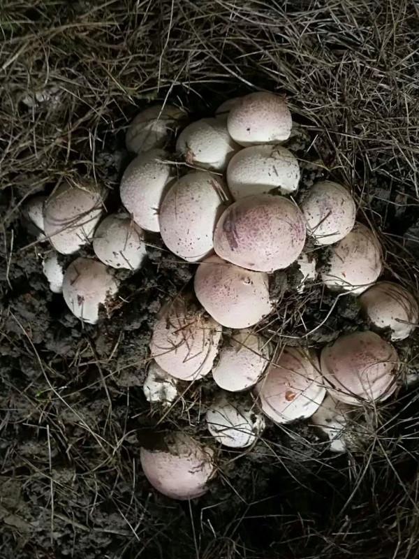 &OpenCurlyDoubleQuote;菌中皇后&rdquo;&mdash;&mdash;紅託竹蓀的萌圖