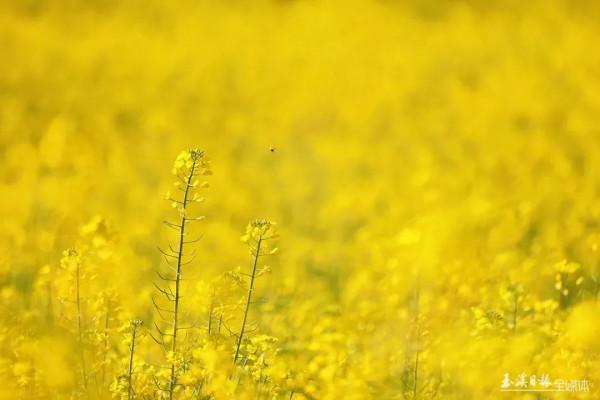 今天，宜到玉溪的油菜花田感受春天