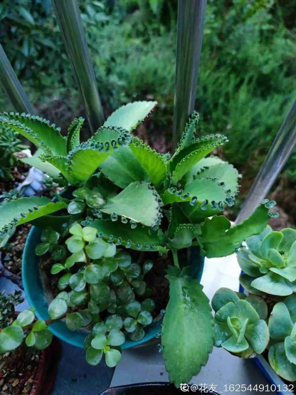 家裡的花別亂放，放錯地方，容易把花養死