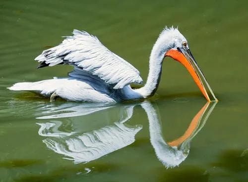 國家二級保護動物&mdash;卷羽鵜鶘