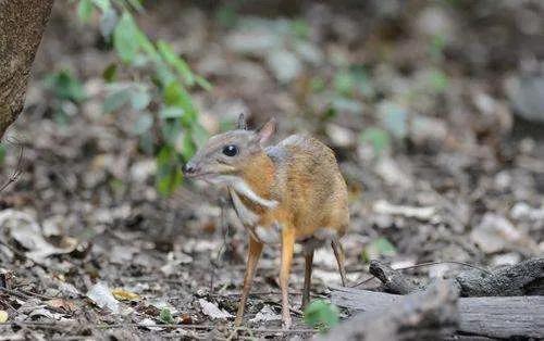 你知道世界上最小的有蹄類動物是什麼嗎？