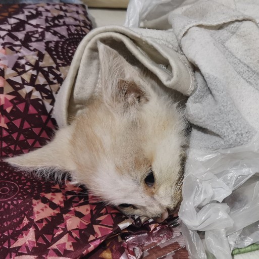 貓兒安心的走了，