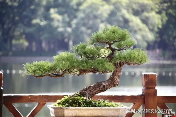 玩盆景,只是玩玩嗎? 玩盆景,只是玩玩嗎?