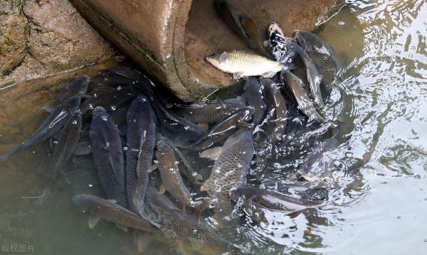 別人不會告訴你的！垂釣大板鯽魚的時候真到了！核心就是這3點
