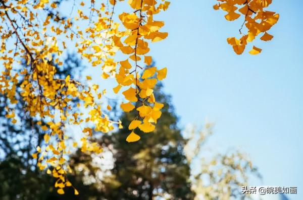 安徽秋遊,五個自駕推薦地|去趕赴秋天的盛會 安徽秋遊,五個自駕推薦地|去趕赴秋天的盛會