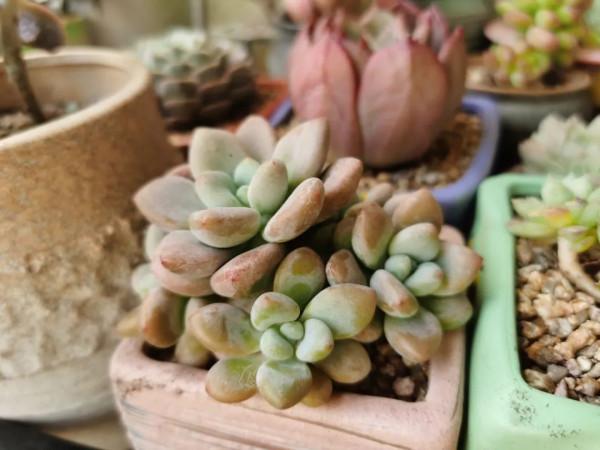 感謝遇見——在彼此的生命裡丰姿綻放