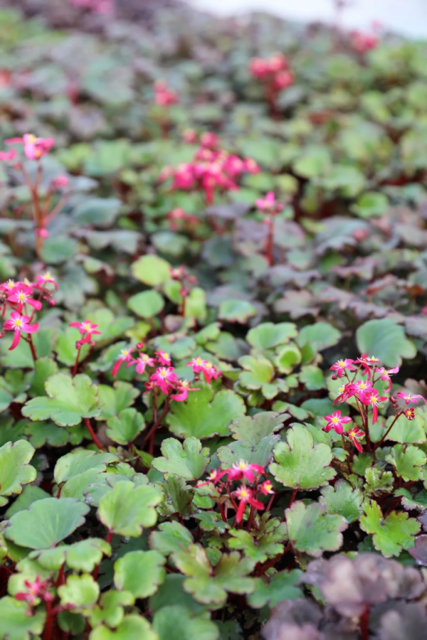 瑞虎迎春，虎耳招財！翩翩起舞的小精靈，輕鬆開成夢幻花毯