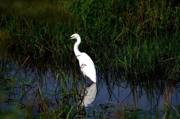 看看遼寧的野生鳥類 看看遼寧的野生鳥類