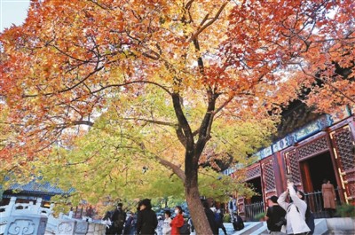 香山葉紅秋意濃