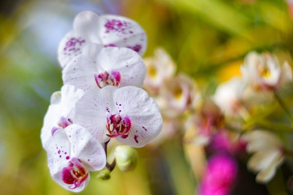 俄羅斯蘭花展品種繁多 奼紫嫣紅