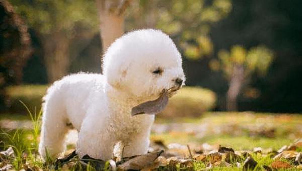 博美和比熊，哪個更適合家養？看完對比就有答案了