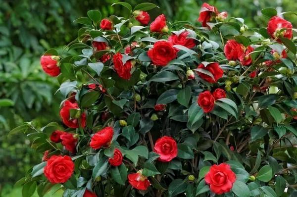 茶花如何養護才能多開花？