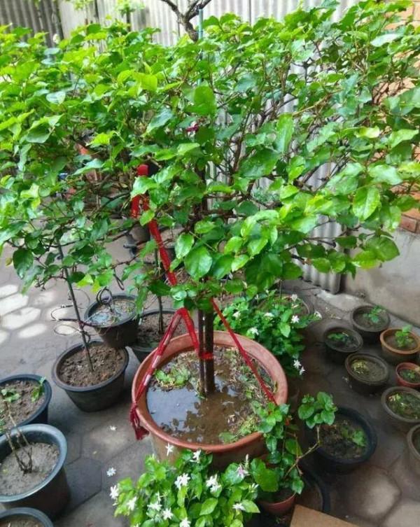 這4種花超愛“雨水”,下雨就搬出去,淋幾次就爆盆,越淋越旺 這4種花超愛“雨水”,下雨就搬出去,淋幾次就爆盆,越淋越旺