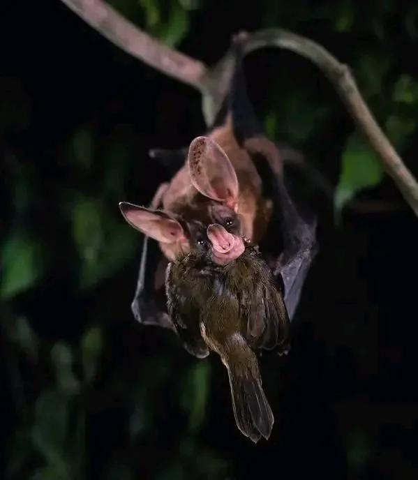 動物界難得一見的奇葩景象,太驚豔了,無比驚歎,讓人過目不忘 動物界難得一見的奇葩景象,太驚豔了,無比驚歎,讓人過目不忘