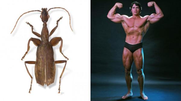 搞笑動物名字!真的有一條叫素貞的蛇,還有一隻叫川普的飛蛾 搞笑動物名字!真的有一條叫素貞的蛇,還有一隻叫川普的飛蛾