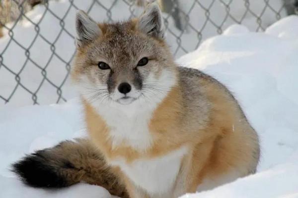 草原狐：賓士在草原上，勢如閃電的敏捷之狐