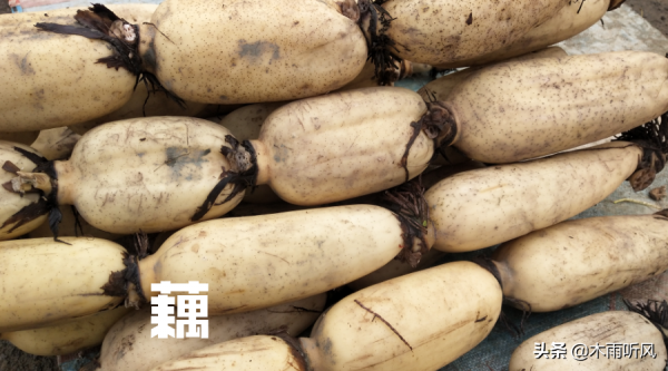 蓮藕無土栽培的技術措施，如何栽培藕，更有利於藕的生長