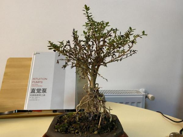 「皮皮太皮」養不好系列:多肉水了,葉片掉了,枝幹枯了,錯哪了 「皮皮太皮」養不好系列:多肉水了,葉片掉了,枝幹枯了,錯哪了