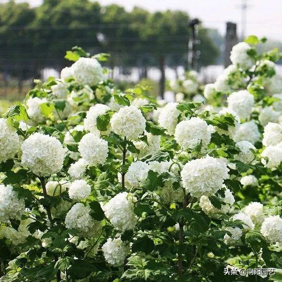 開春養花，首選這12種，花開200天，風吹日曬都不怕，爆開不停