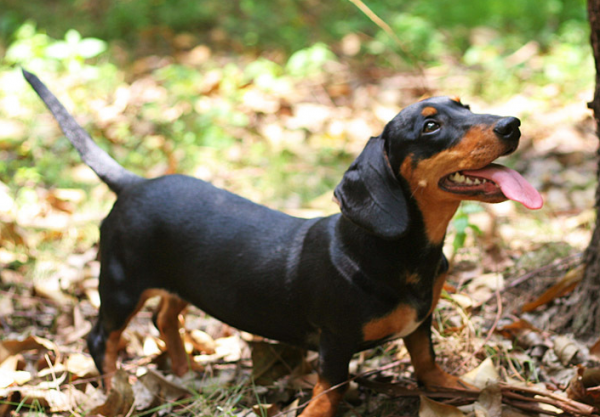 臘腸犬有“淚痕”怎麼辦？