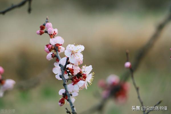 王安石的情商真的很高，面對流言蜚語置之不理，只是隨性寫詩言志