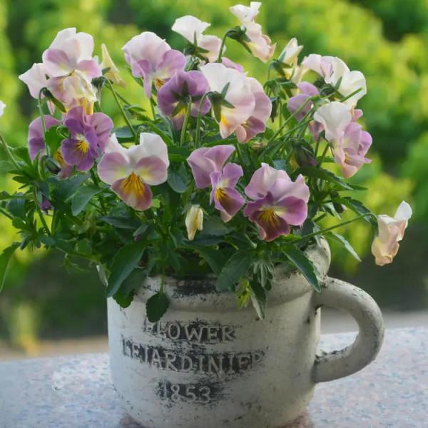 每日一花：花語沉思、請想念我之角堇