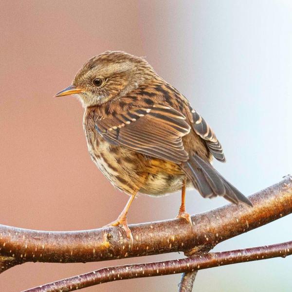 動物類 | 樹枝上的生命,小鳥 動物類 | 樹枝上的生命,小鳥