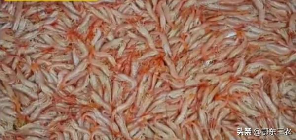 漁民在大海捕撈,下一次海能撈100多噸魚蝦上船立即冰凍,真賺錢 漁民在大海捕撈,下一次海能撈100多噸魚蝦上船立即冰凍,真賺錢