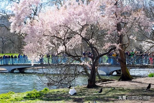 櫻花樹下的英國，你想念嗎？