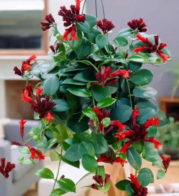這10種“吊蘭”,不但比綠蘿好看,關鍵比綠蘿還好養活 這10種“吊蘭”,不但比綠蘿好看,關鍵比綠蘿還好養活
