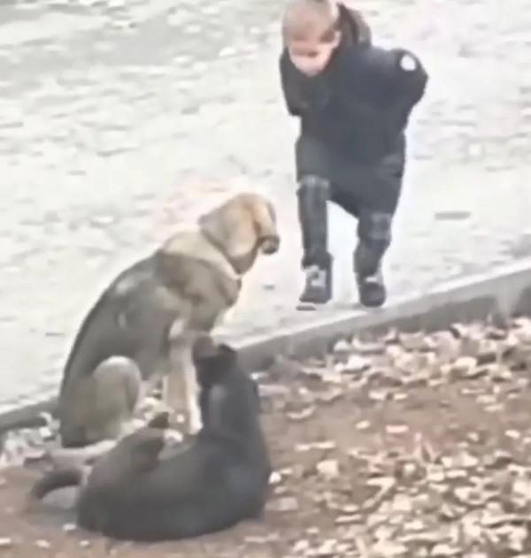 上學途中偶遇流浪狗，小男孩忽然上前給了一個“愛的抱抱”，……