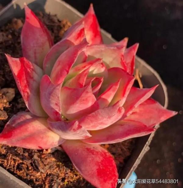 現在快養8種多肉，上色出狀態就變紅，寓意著紅紅火火過大年