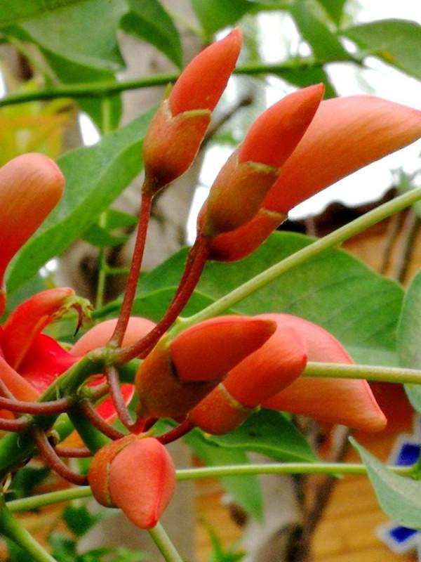 北海散記之花卉篇（下）