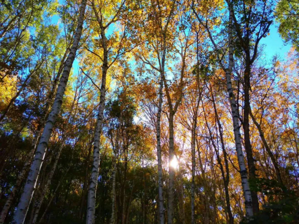 ​十月的喇叭溝彩葉漫山溪水潺潺美翻啦! ​十月的喇叭溝彩葉漫山溪水潺潺美翻啦!