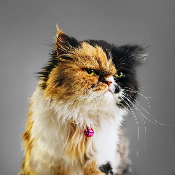 有靈且美，它們可太會了