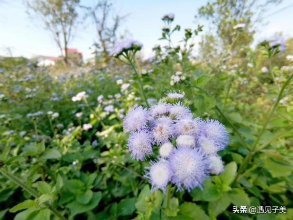 散文:冬日清歡,遇見美好 散文:冬日清歡,遇見美好