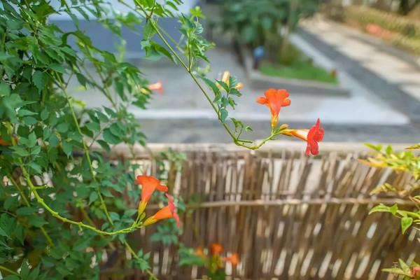 老了和知己建一個農場，過“同居式”養老生活