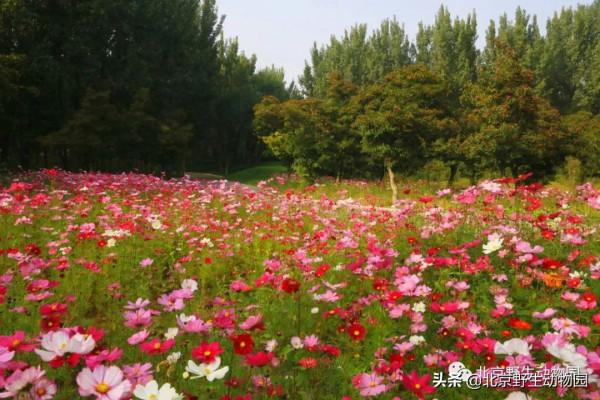 絕美的秋色，動物朋友們都陶醉了