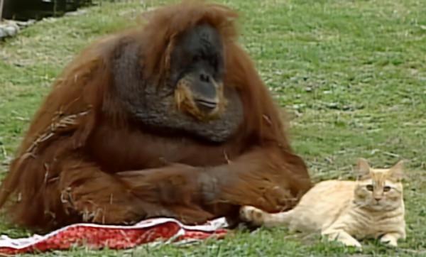 這隻貓天天和貓頭鷹幹架,卻打出了一段黑白配神仙友情 這隻貓天天和貓頭鷹幹架,卻打出了一段黑白配神仙友情