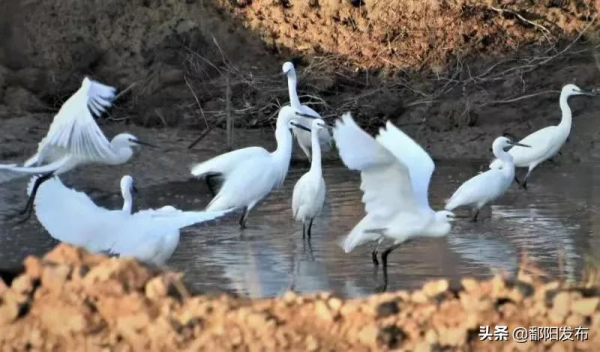 第二屆鄱陽湖國際觀鳥周丨鳥兒歡