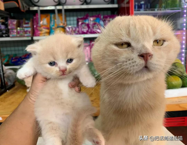 為啥叫貓“主子”？看了他的臉你就明白了