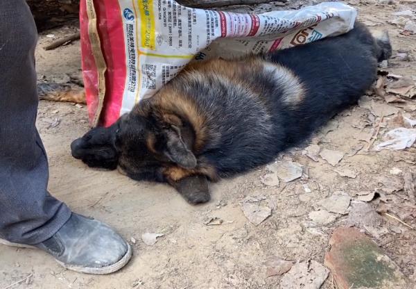 狗市裡的成年犬有多慘？德牧悶死隨意丟，臨了套上麻袋不知帶去哪