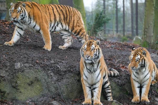 &OpenCurlyDoubleQuote;虎虎生威&rdquo;