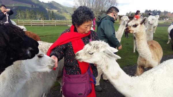 紐西蘭餵食草泥馬