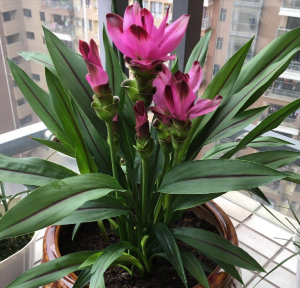 生薑也能開“荷花”？一個星期就發芽，開出比臉還大的“荷花”