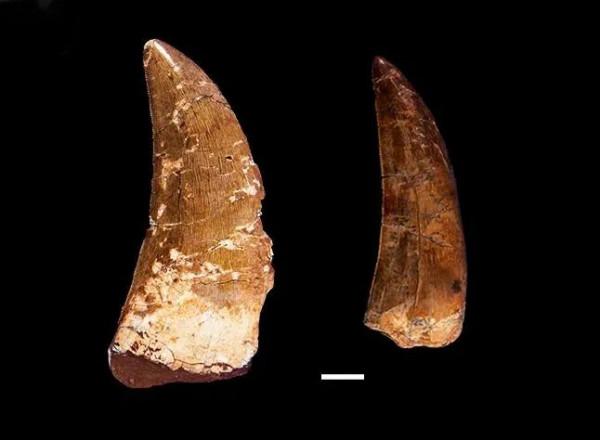 76天就換次牙，竟然是為了吃吃吃