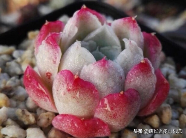 多肉沁心——多少肉友曾愛慕你的容顏，但誰又能承受歲月的變遷？