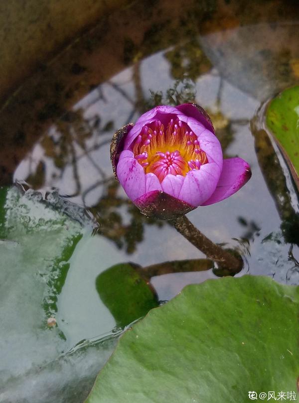 蓮花配仲夏,這3種“蓮”養好了,盆內開滿花 蓮花配仲夏,這3種“蓮”養好了,盆內開滿花