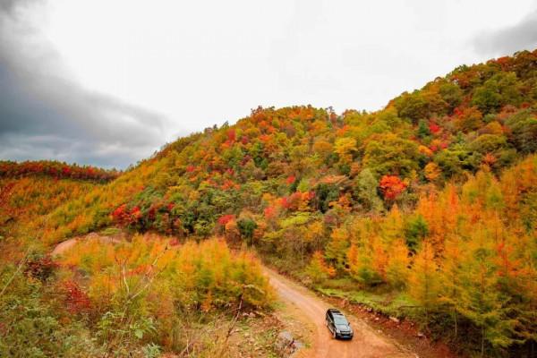 彩林之秋 | 觀山觀水觀紅葉,來旺蒼尋“醉”美秋色~ 彩林之秋 | 觀山觀水觀紅葉,來旺蒼尋“醉”美秋色~